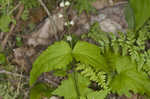 Miterwort